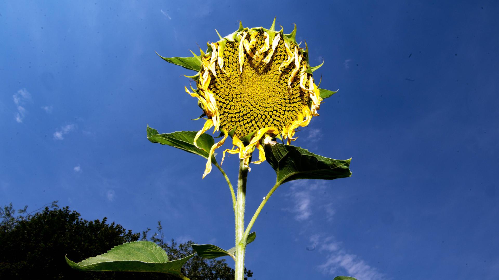 Das Bild zeigt eine in der Gluthitze verdorrte Sonnenblume vor blauem Himmel. Das Bild zeigt eine in der Gluthitze verdorrte Sonnenblume vor blauem Himmel.