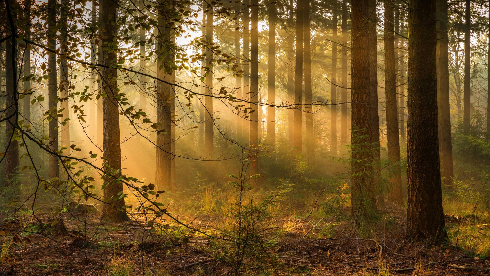Im Wald fällt Sonnenlicht durch die Bäume. Es wirkt sehr friedlich.