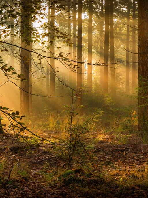 Im Wald fällt Sonnenlicht durch die Bäume. Es wirkt sehr friedlich. Im Wald fällt Sonnenlicht durch die Bäume. Es wirkt sehr friedlich.
