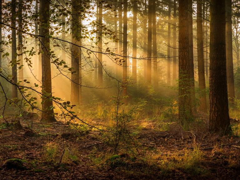 Im Wald fällt Sonnenlicht durch die Bäume. Es wirkt sehr friedlich. Im Wald fällt Sonnenlicht durch die Bäume. Es wirkt sehr friedlich.