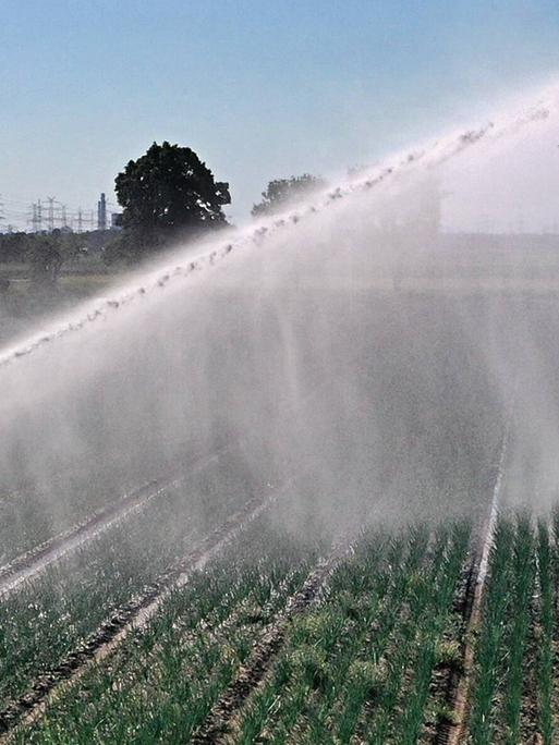 Immer mehr Anbauflächen müssen bewässert werden um die Erträge stabil zu halten und Ernteausfälle zu verhindern. Heidelberg Wieblingen Baden Württemberg Deutschland