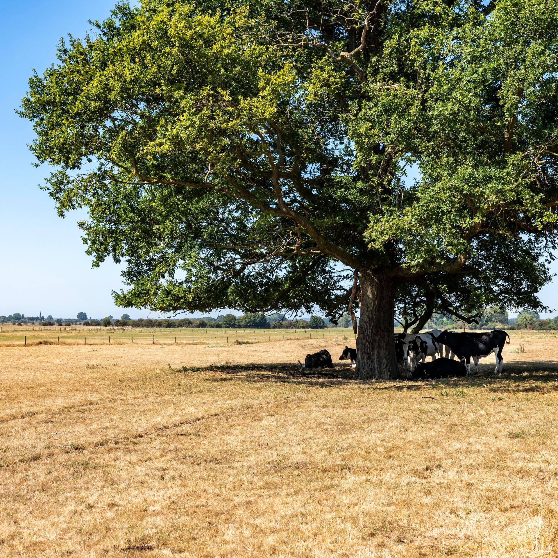 Auf einer ausgetrockneten Weide suchen Kühe unter einem Baum Schutz vor der Hitze.
