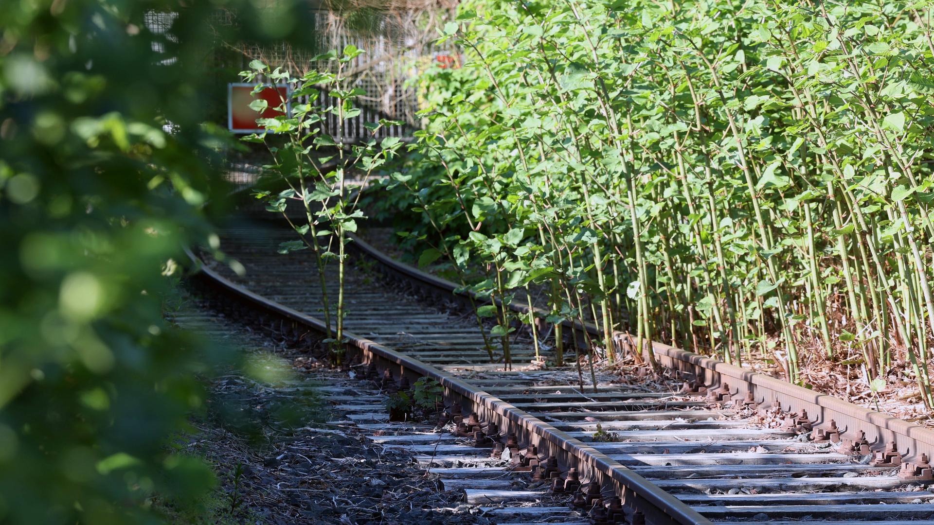 Symbolfoto zum Thema Bahn, Investitionsstau. Stillgelegte Bahngleise in Siegen. Symbolfoto zum Thema Bahn, Investitionsstau. Stillgelegte Bahngleise in Siegen.