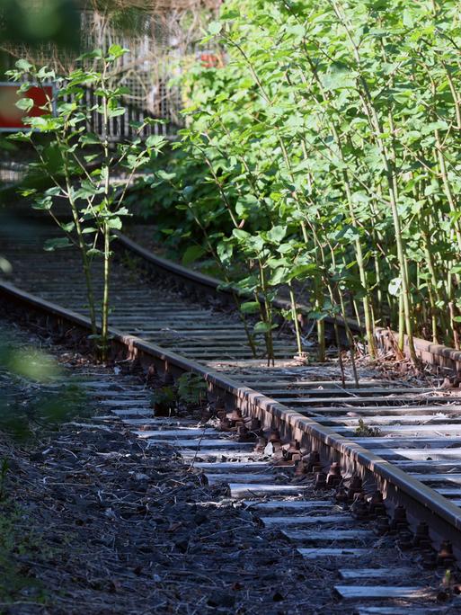 Symbolfoto zum Thema Bahn, Investitionsstau. Stillgelegte Bahngleise in Siegen. Symbolfoto zum Thema Bahn, Investitionsstau. Stillgelegte Bahngleise in Siegen.