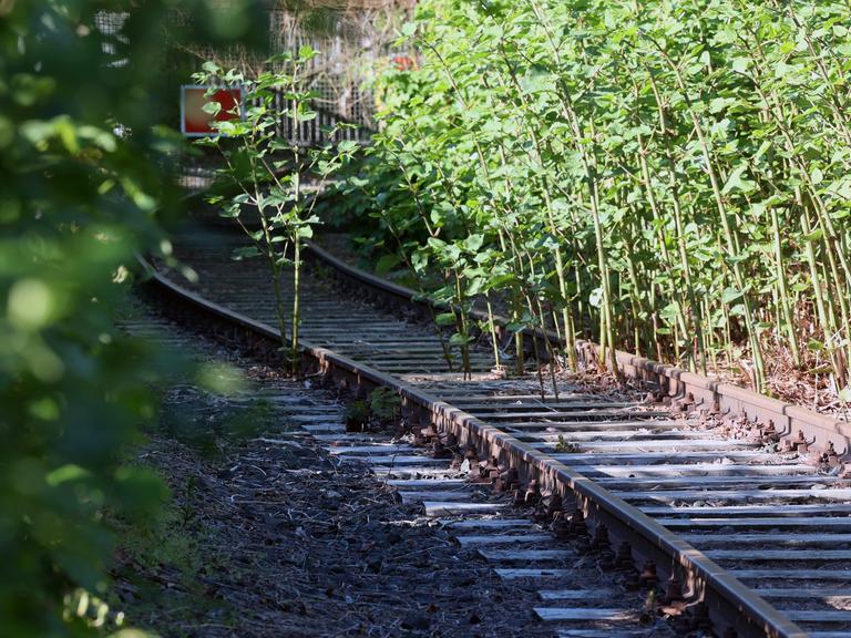 Symbolfoto zum Thema Bahn, Investitionsstau. Stillgelegte Bahngleise in Siegen. Symbolfoto zum Thema Bahn, Investitionsstau. Stillgelegte Bahngleise in Siegen.
