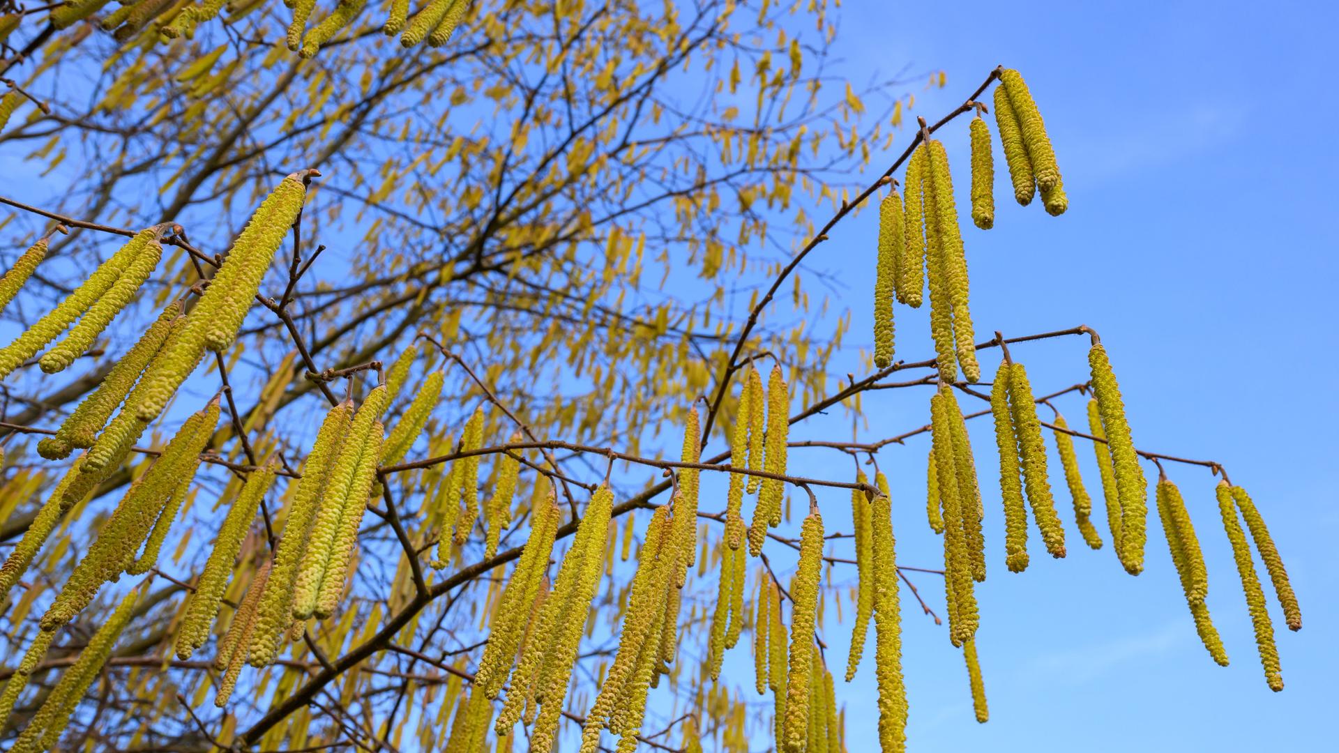 Ein Haselnussstrauch