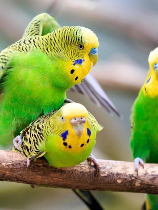 Zwei Wellensittiche kopulieren, während ein dritter zuschaut. Zwei Wellensittiche kopulieren, während ein dritter zuschaut.