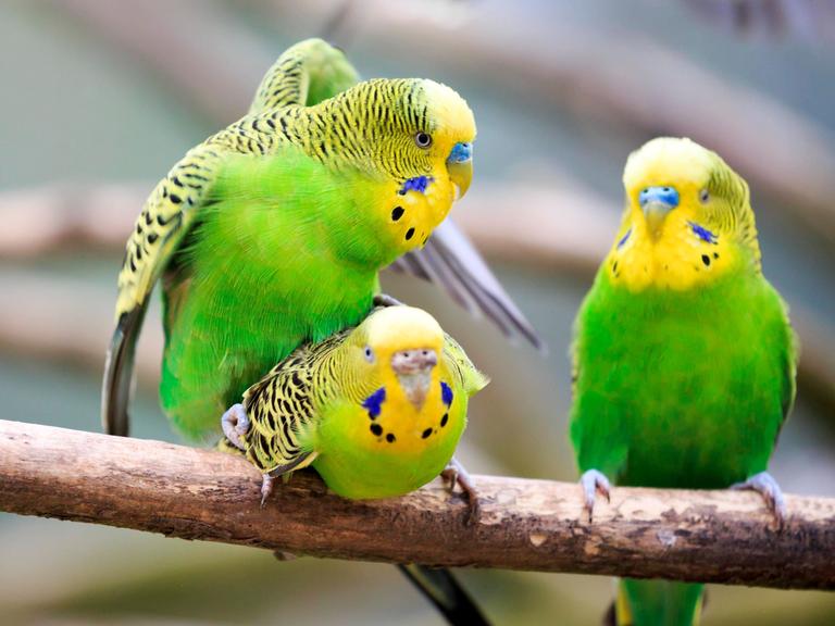 Zwei Wellensittiche kopulieren, während ein dritter zuschaut. Zwei Wellensittiche kopulieren, während ein dritter zuschaut.