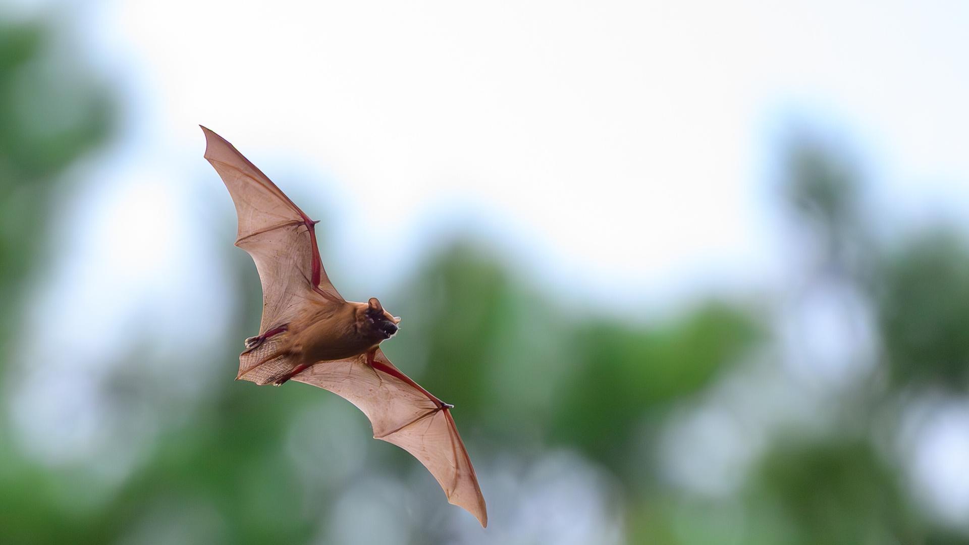 Eine Fledermaus der Art Großer Abendsegler (Nyctalus noctula) Eine Fledermaus der Art Großer Abendsegler (Nyctalus noctula)