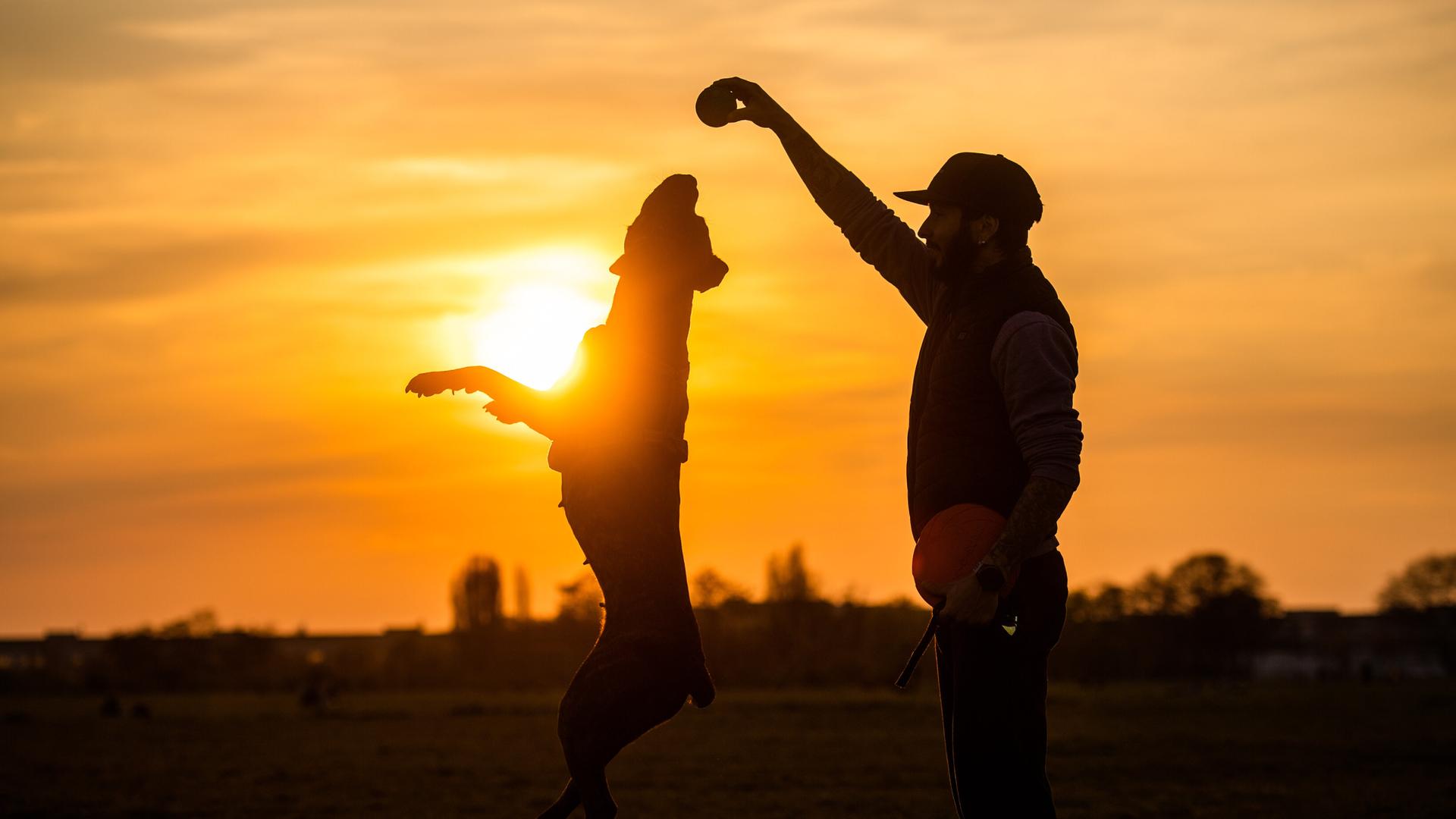 Ein Hundehalter spielt mit seinem Hund, einer italienischen Dogge, auf einer Hundewiese auf dem Tempelhofer Feld.