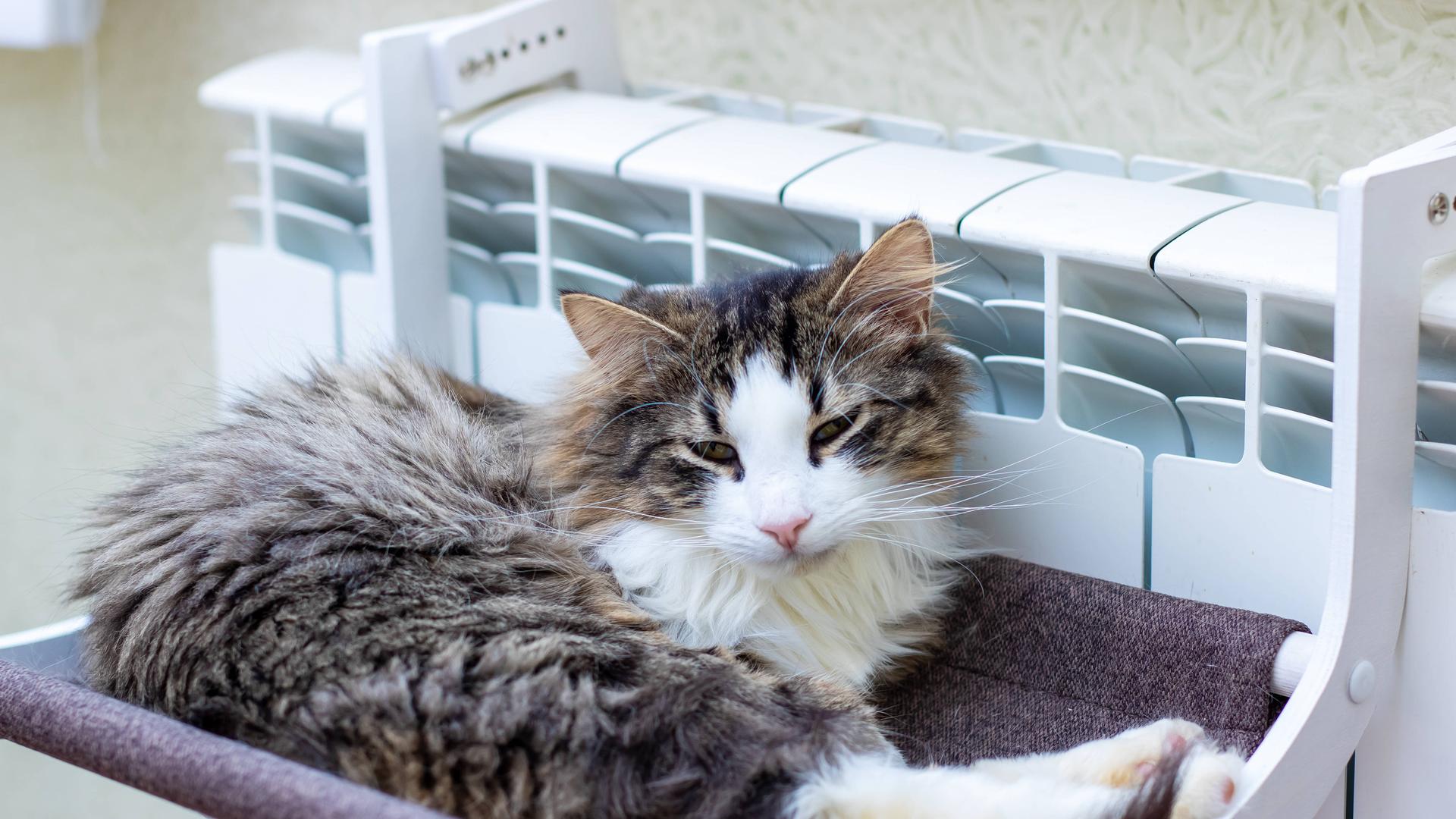 Eine Katze liegt neben einer Heizung auf einer Ablage. Sie macht es sich auf einer Decke neben der Heizung auf einer Ablage bequem. Eine Katze liegt neben einer Heizung auf einer Ablage. Sie macht es sich auf einer Decke neben der Heizung auf einer Ablage bequem.