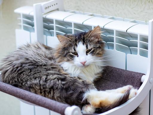 Eine Katze liegt neben einer Heizung auf einer Ablage. Sie macht es sich auf einer Decke neben der Heizung auf einer Ablage bequem.