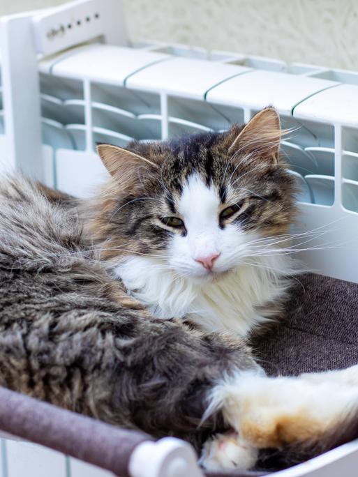 Eine Katze liegt neben einer Heizung auf einer Ablage. Sie macht es sich auf einer Decke neben der Heizung auf einer Ablage bequem.