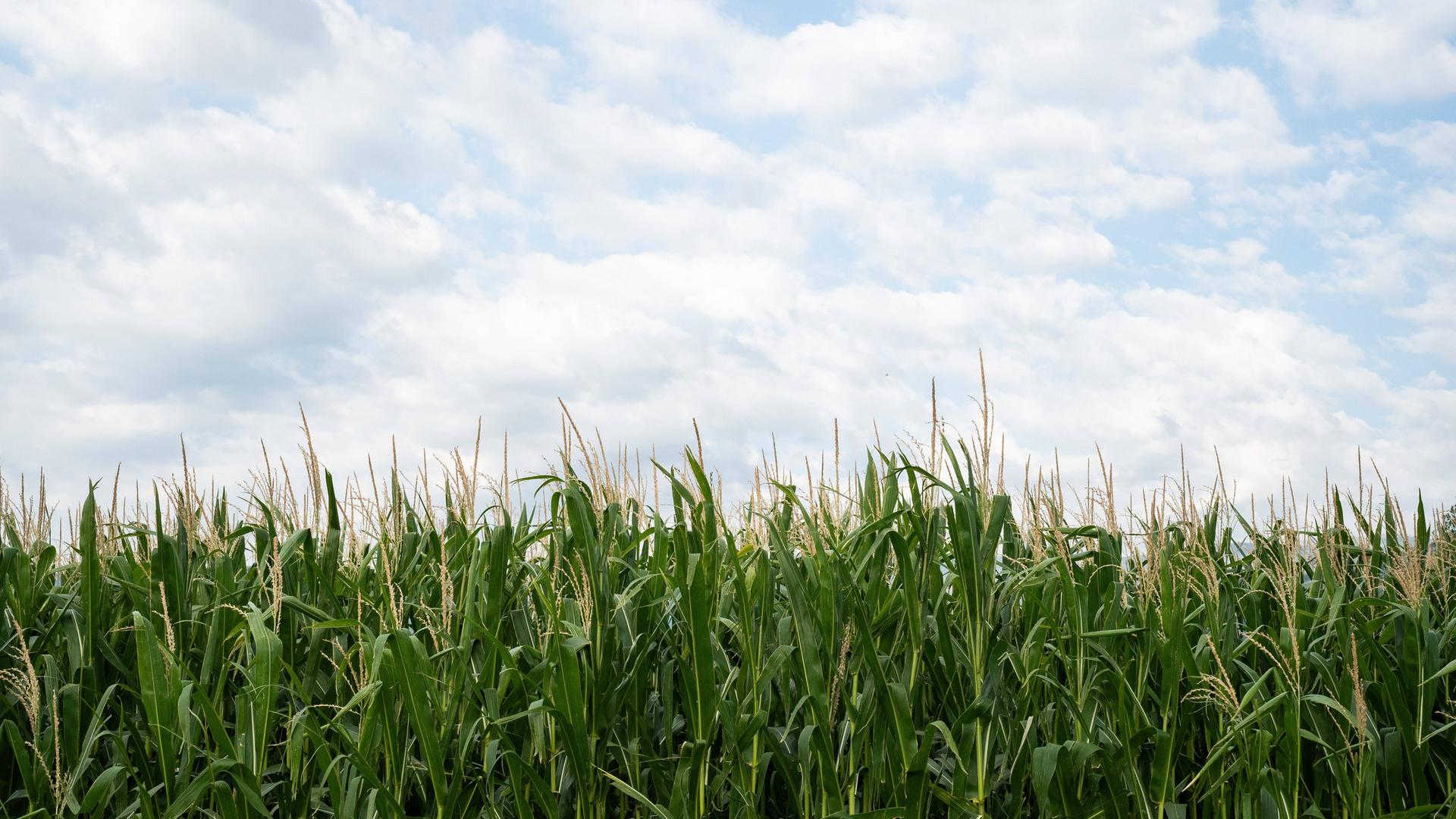 Ein grünes Maisfeld, darüber ein blauer Wolkenhimmel.