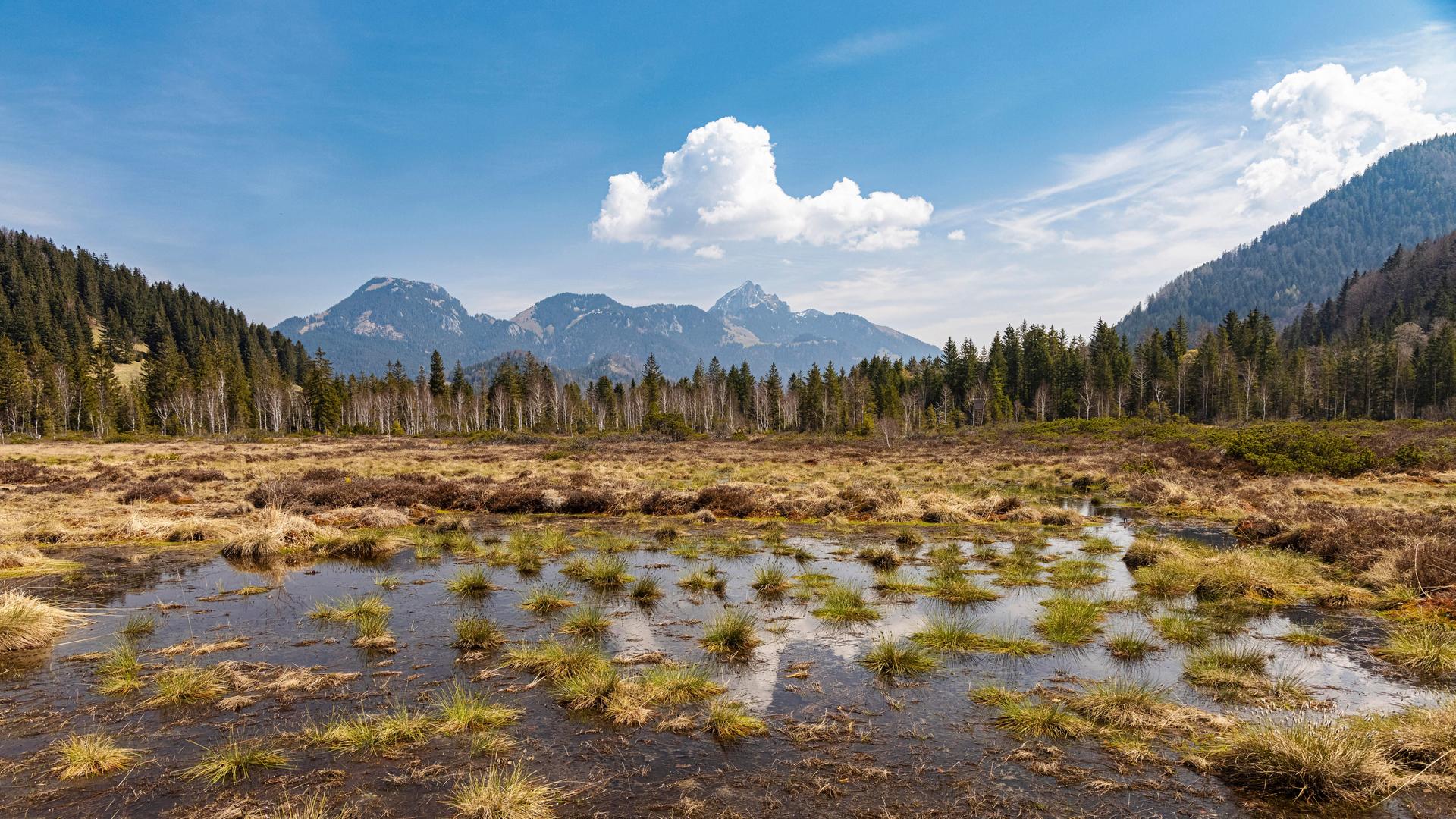 Ein wieder vernässtes Hochmoor in Bayern, dahinter ragt ein Berg in den blauen Himmel. Das Moor hat eine glatte Wasseroberfläche mit viel Gras bewachsen.