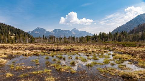 Ein wieder vernässtes Hochmoor in Bayern, dahinter ragt ein Berg in den blauen Himmel. Das Moor hat eine glatte Wasseroberfläche mit viel Gras bewachsen.