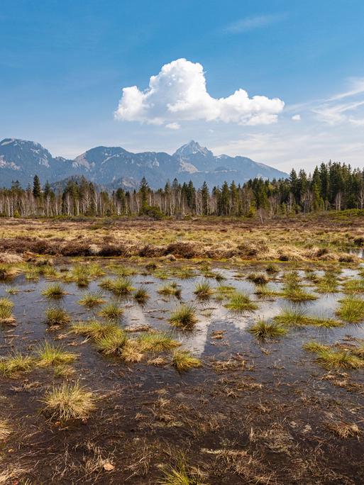Ein wieder vernässtes Hochmoor in Bayern, dahinter ragt ein Berg in den blauen Himmel. Das Moor hat eine glatte Wasseroberfläche mit viel Gras bewachsen.