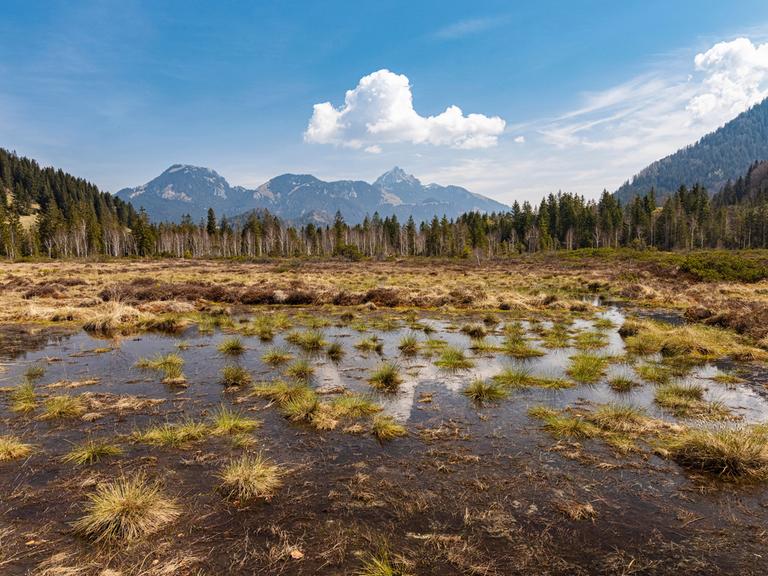 Ein wieder vernässtes Hochmoor in Bayern, dahinter ragt ein Berg in den blauen Himmel. Das Moor hat eine glatte Wasseroberfläche mit viel Gras bewachsen.