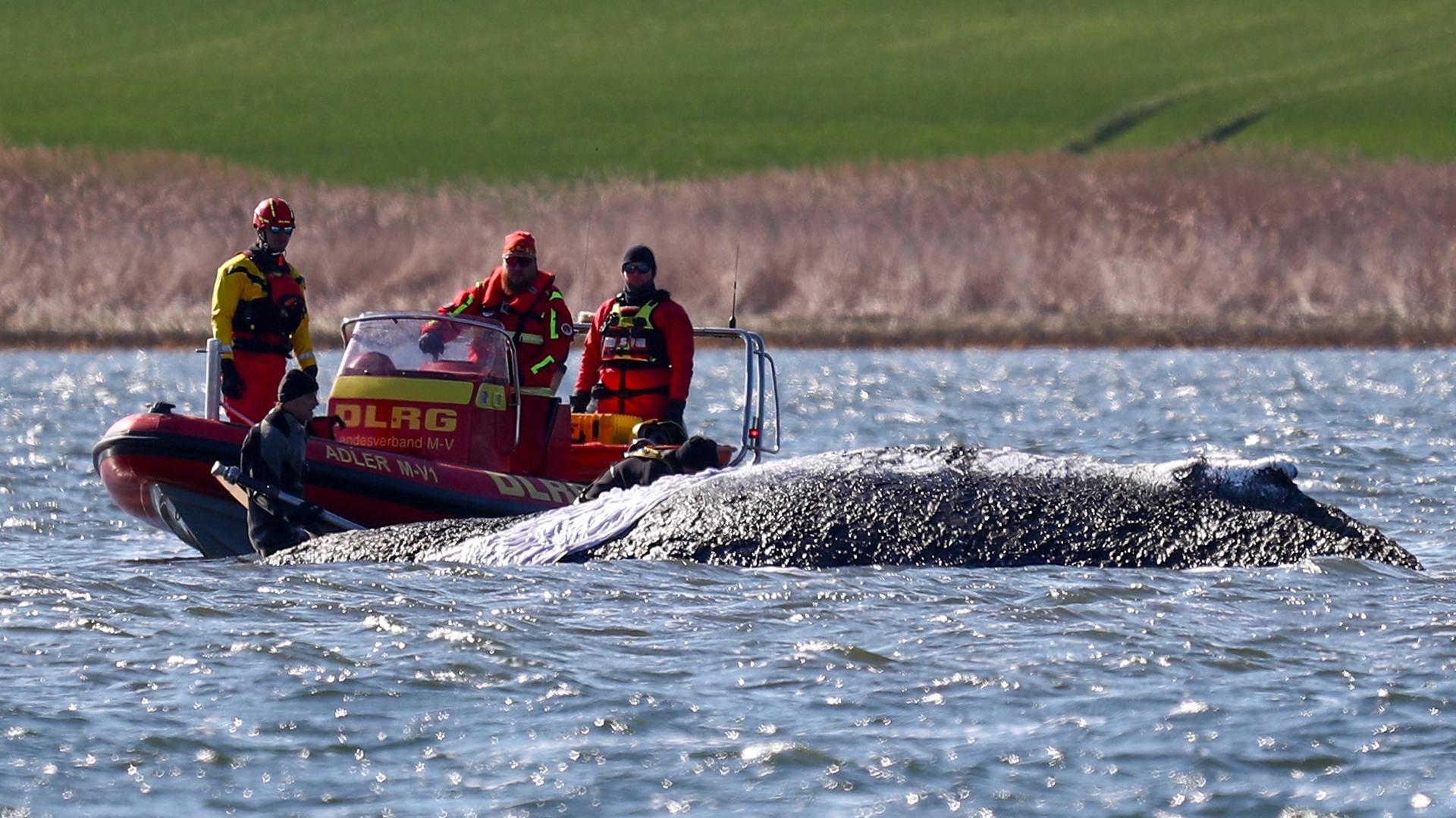 DLRG-Boot am gestrandeten Wal in der Ostsee