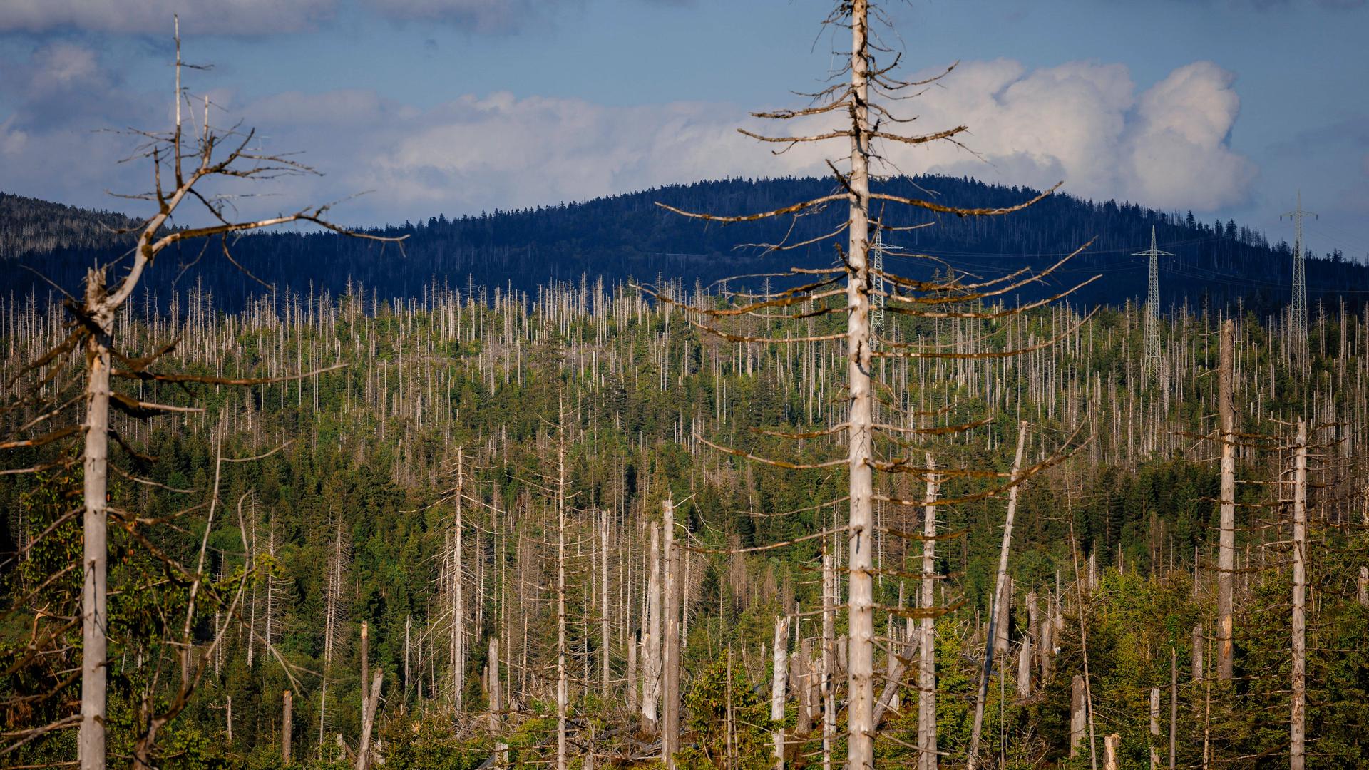 Viele vertrocknete Bäume im Harz