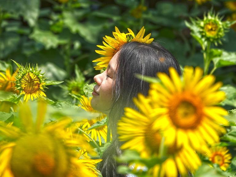 Eine Frau mit einem zufriedenen Gesichtsausdruck inmitten von Sonnenblumen Eine Frau mit einem zufriedenen Gesichtsausdruck inmitten von Sonnenblumen