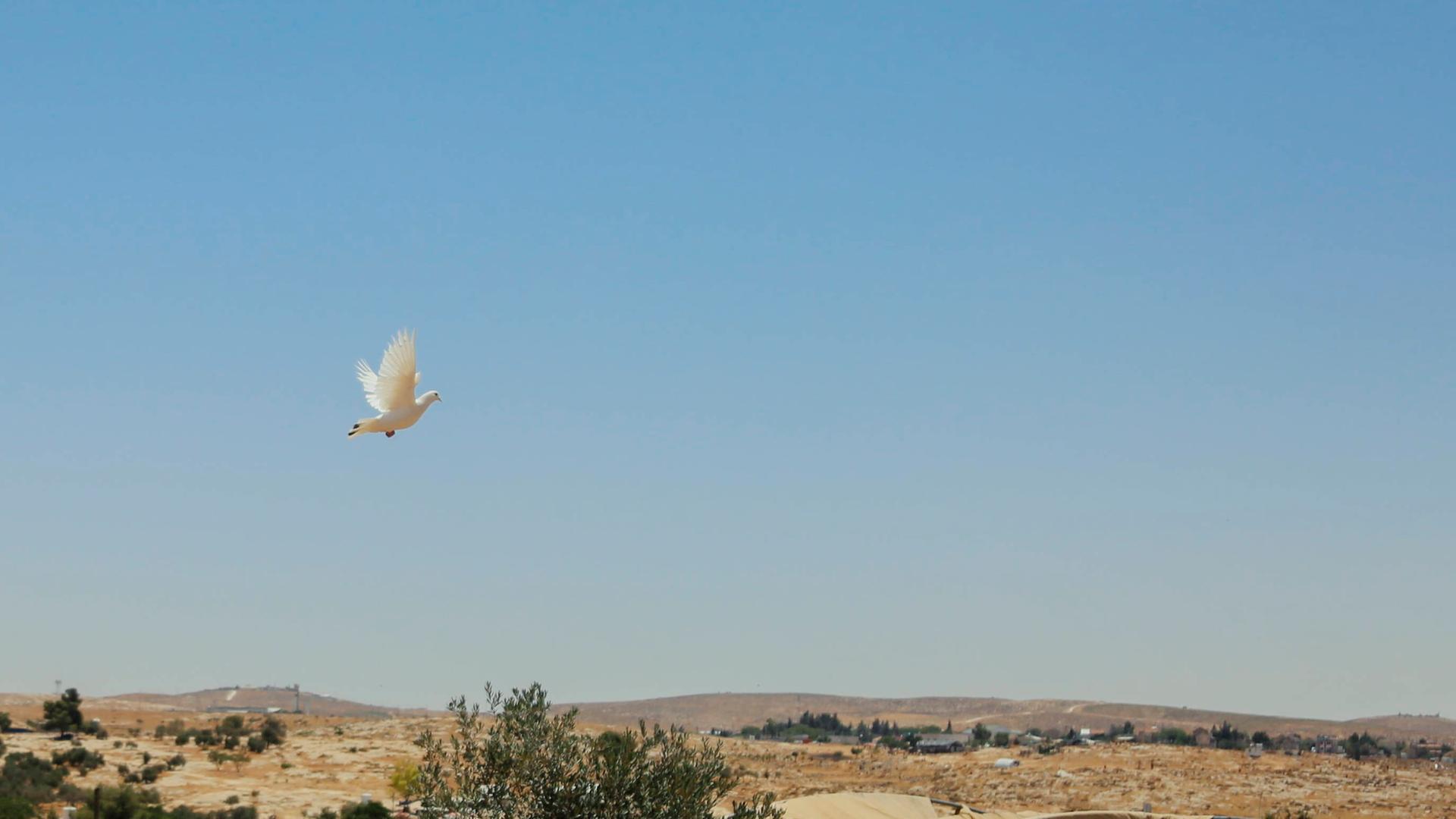 Eine Taube fliegt über der West Bank