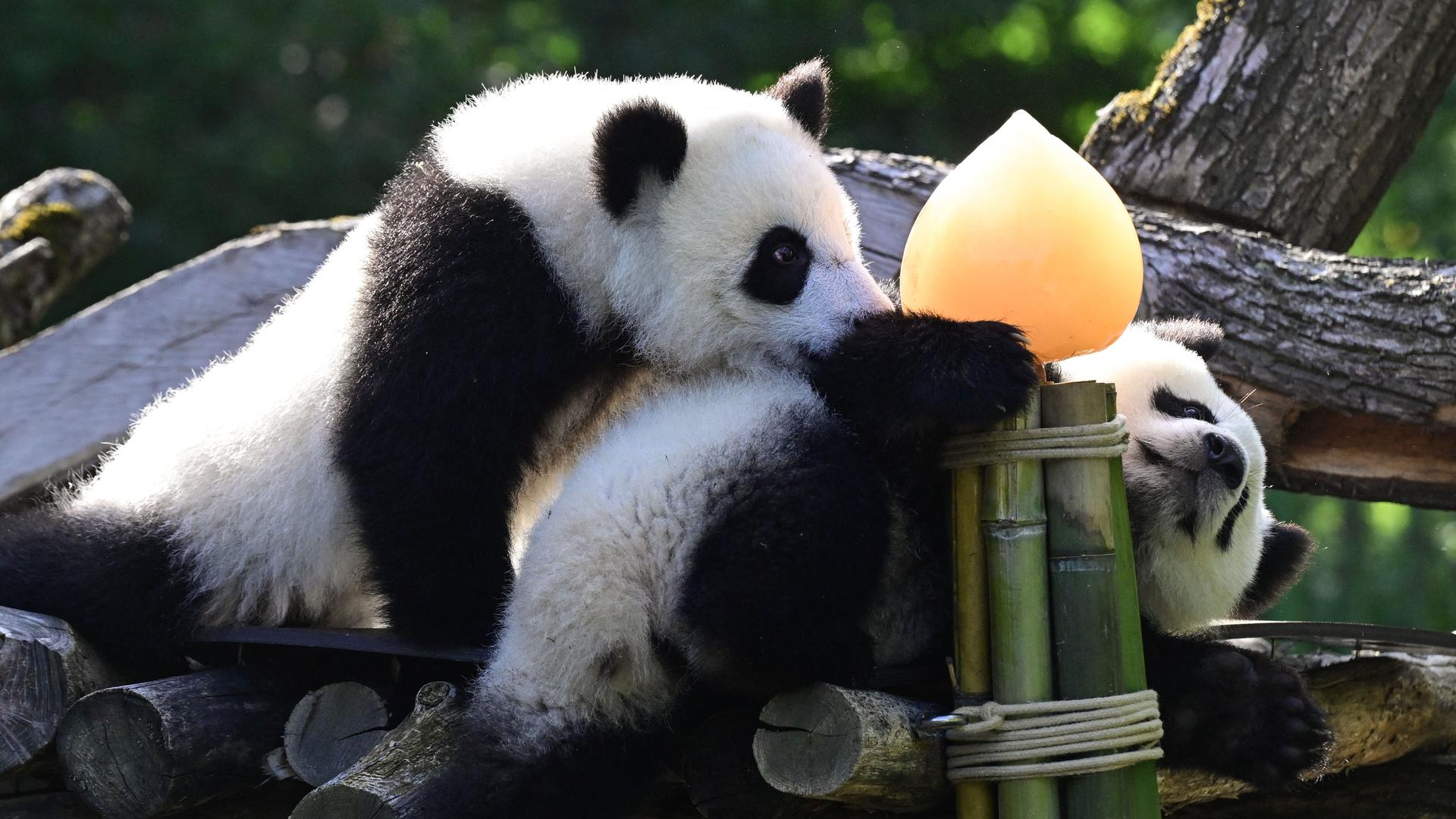 Die Panda-Zwillinge Leni und Lotti spielen in ihrem Außengehege im Zoologischen Garten Berlin.