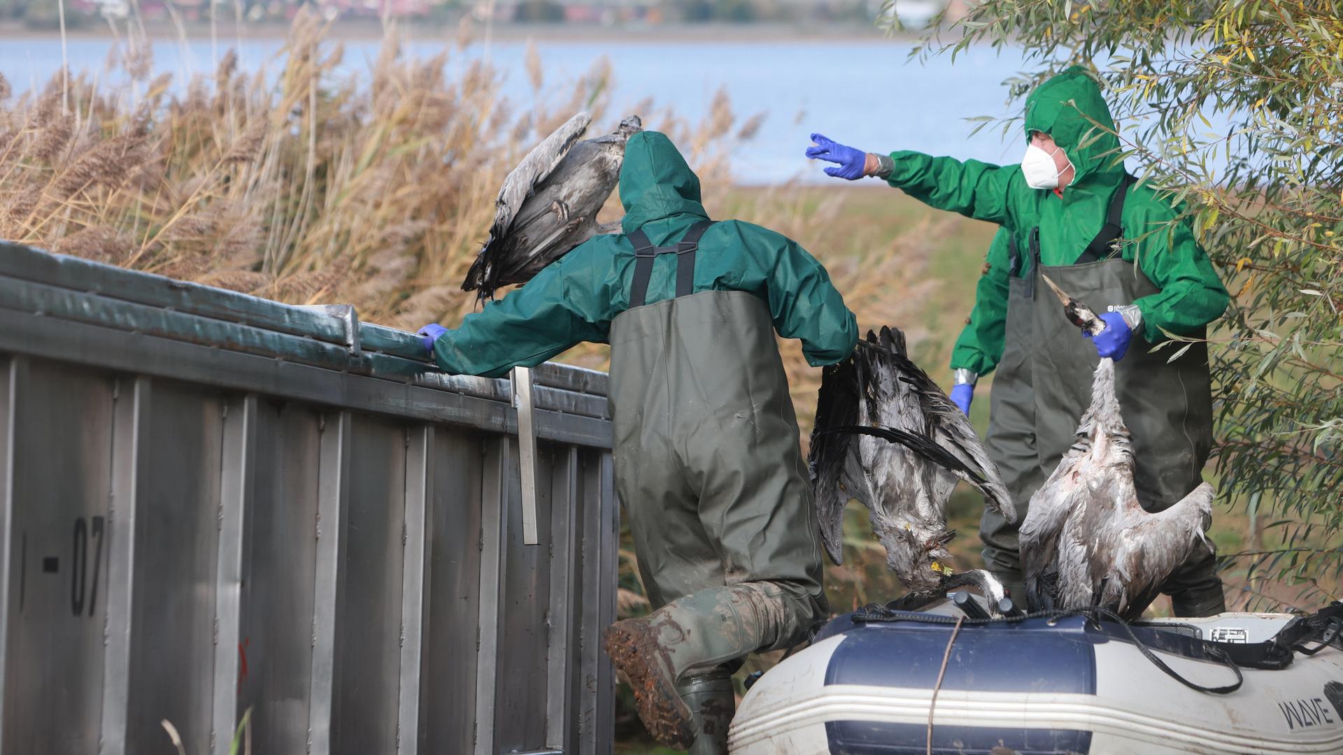 Einsatzkräfte der Feuerwehr entsorgen verendete Kraniche in einem Container (Sachsen-Anhalt, 19.10.2025) Einsatzkräfte der Feuerwehr entsorgen verendete Kraniche in einem Container (Sachsen-Anhalt, 19.10.2025)