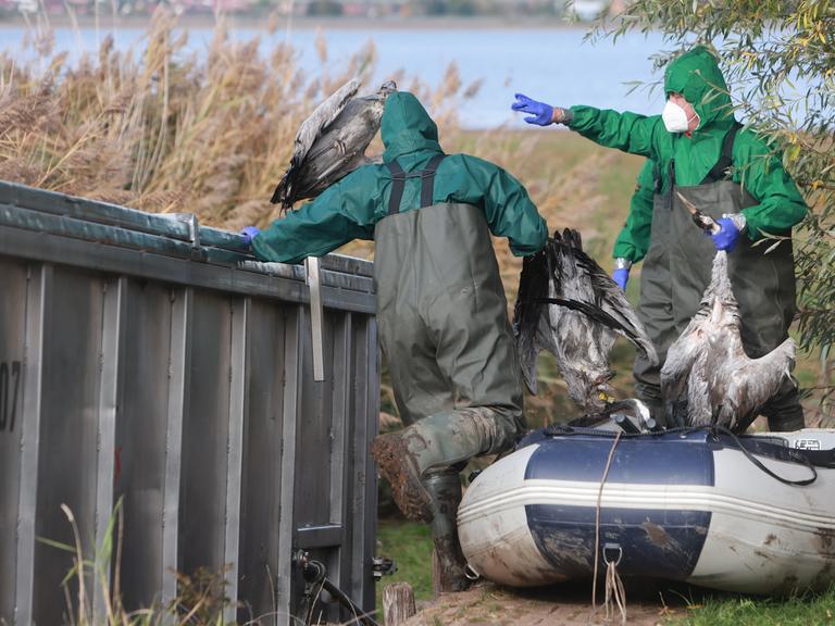 Einsatzkräfte der Feuerwehr entsorgen verendete Kraniche in einem Container (Sachsen-Anhalt, 19.10.2025) Einsatzkräfte der Feuerwehr entsorgen verendete Kraniche in einem Container (Sachsen-Anhalt, 19.10.2025)