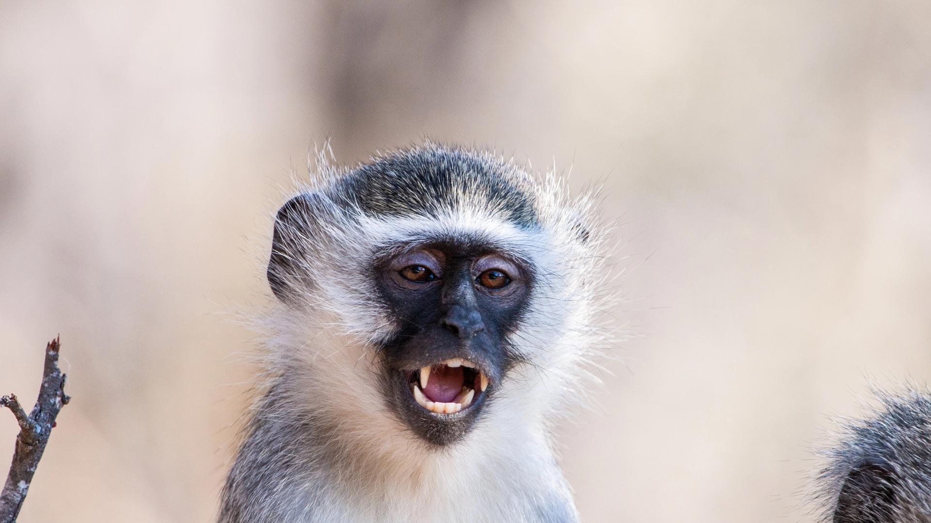 Meerkatze (Chlorocebus pygerythrus) im Kruger National Park in Südafrika