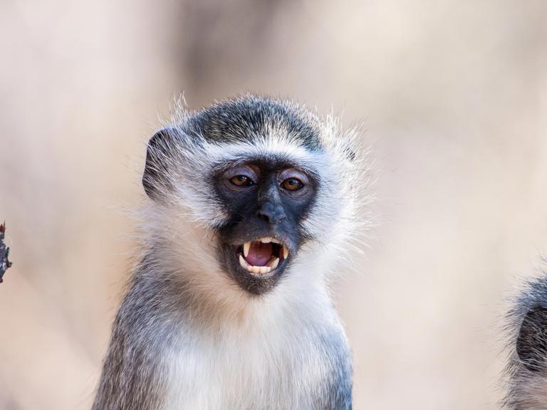 Meerkatze (Chlorocebus pygerythrus) im Kruger National Park in Südafrika Meerkatze (Chlorocebus pygerythrus) im Kruger National Park in Südafrika