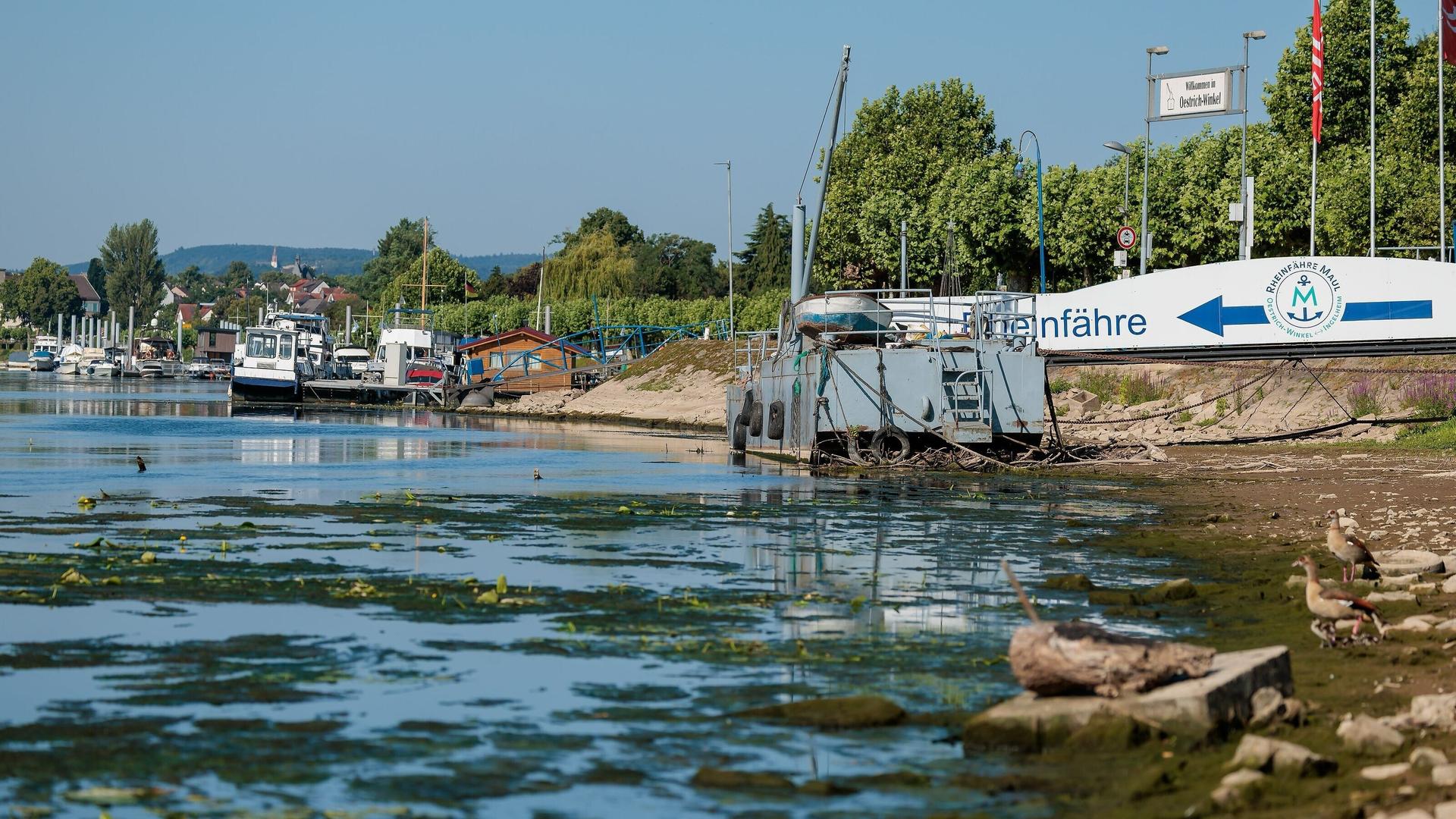 Niedriger Wasserstand bei der Fähranleger bei Oestrich-Winkel am Rhein. Niedriger Wasserstand bei der Fähranleger bei Oestrich-Winkel am Rhein.