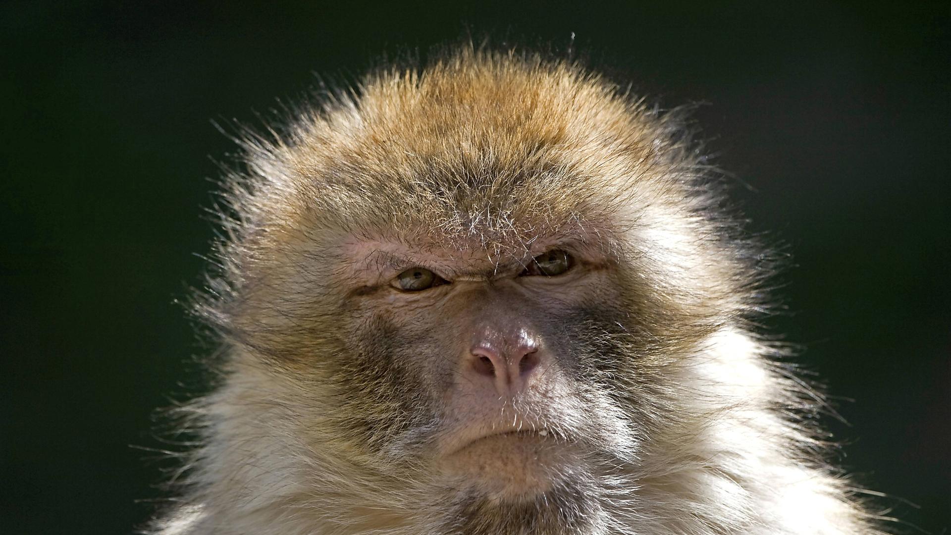 Ein gealterter Berberaffe (Macaca sylvanus)