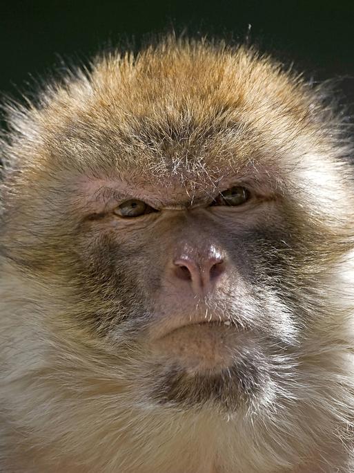 Ein gealterter Berberaffe (Macaca sylvanus)
