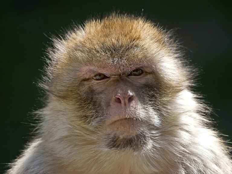 Ein gealterter Berberaffe (Macaca sylvanus)