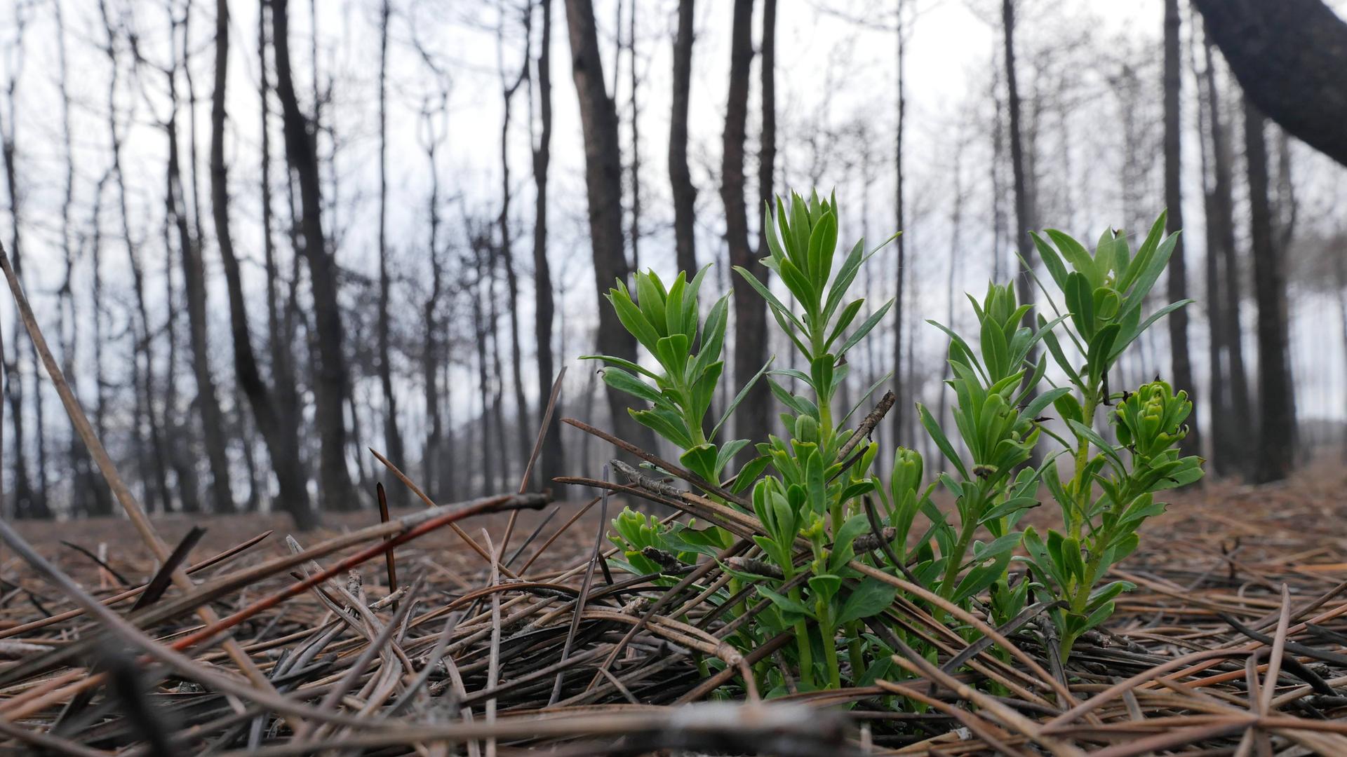 Pflanze sprießt nach Waldbrand im Wald Pflanze sprießt nach Waldbrand im Wald