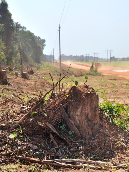 Abholzung des Amazonas Regenwaldes (Brasilien, 2009)