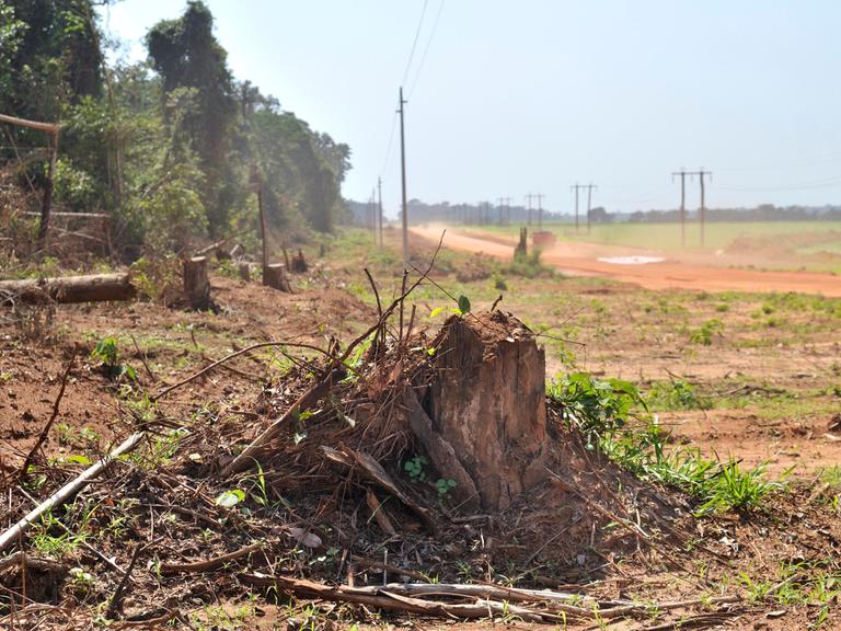 Abholzung des Amazonas Regenwaldes (Brasilien, 2009)