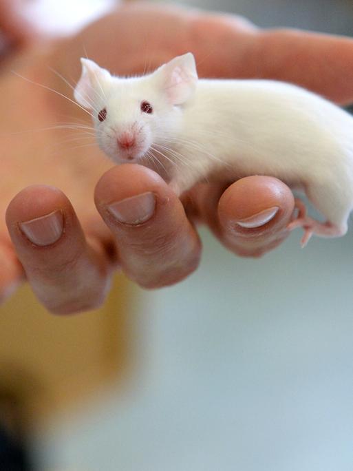 Foto einer weißen Labormaus auf einer Hand