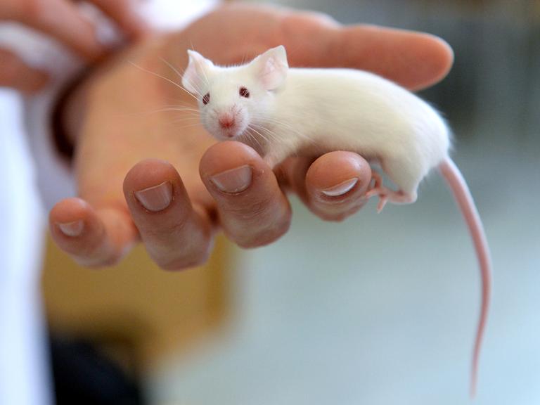Foto einer weißen Labormaus auf einer Hand