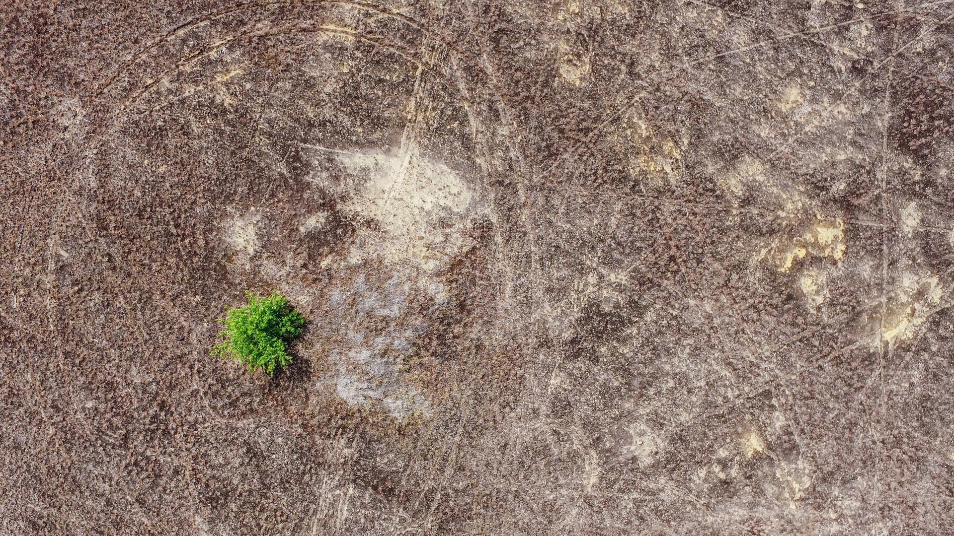 Ein einzelner Baum wächst auf der sogenannten Silbergrasflur in der Lieberoser Wüste (Brandenburg, 28.06.2017)