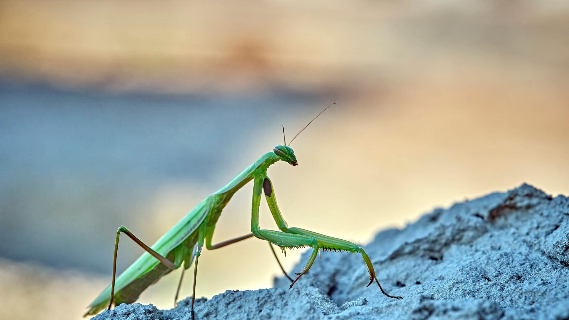 Das Insekt Europäische Gottesanbeterin (Praying Mantis) sitzt auf einem Stein.