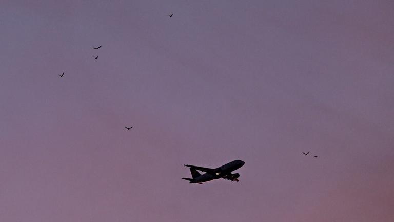 Flugzeug am abendlichen Himmel, Vögel im Hintergrund.
