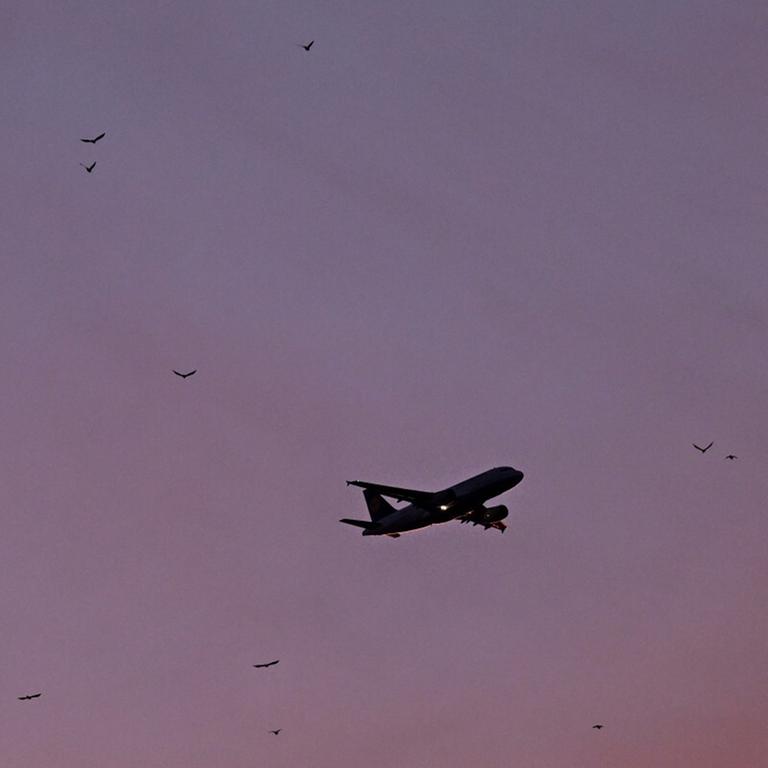 Flugzeug am abendlichen Himmel, Vögel im Hintergrund.