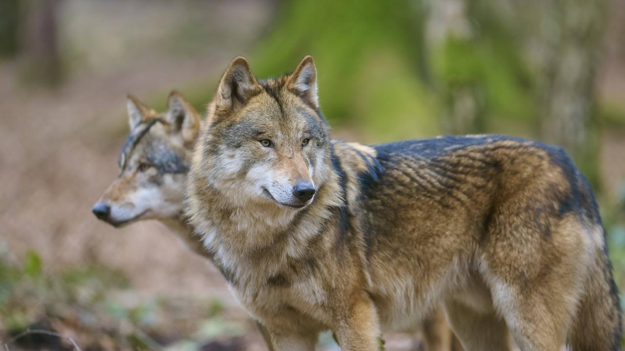 Zwei Wölfe im Wald mit dichtem braunem Fell, die aufmerksam in derselben Richtung schauen