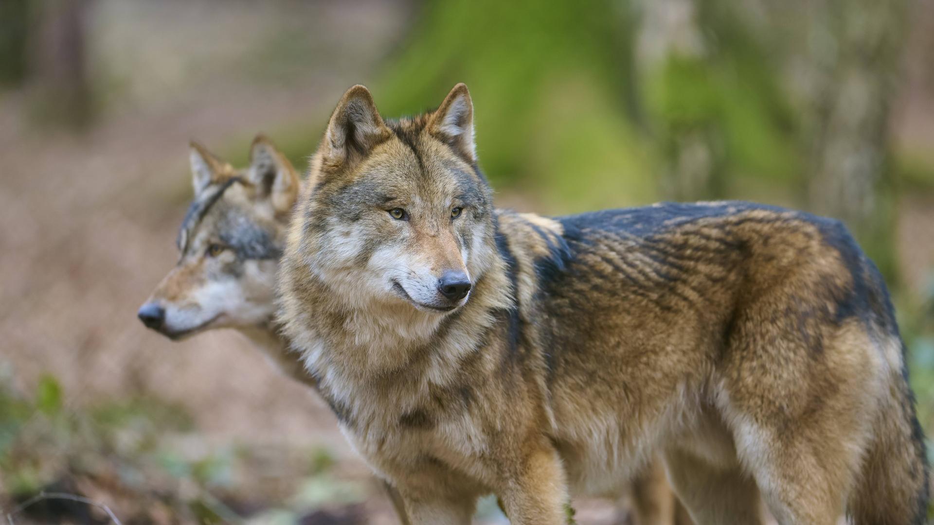 Zwei Wölfe im Wald mit dichtem braunem Fell, die aufmerksam in derselben Richtung schauen