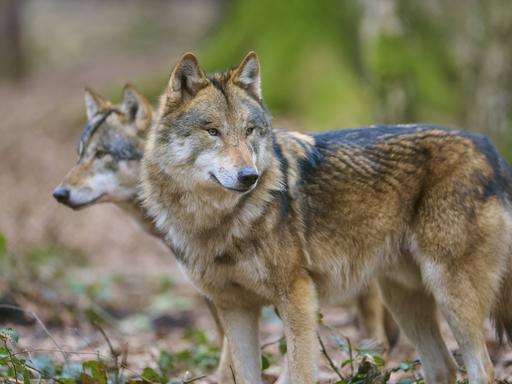 Zwei Wölfe im Wald mit dichtem braunem Fell, die aufmerksam in derselben Richtung schauen