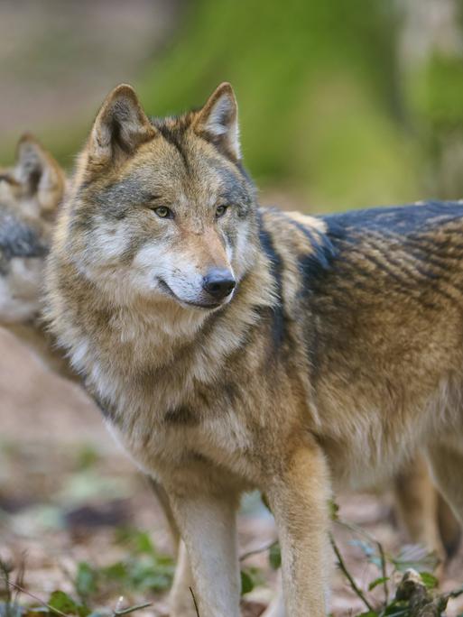 Zwei Wölfe im Wald mit dichtem braunem Fell, die aufmerksam in derselben Richtung schauen