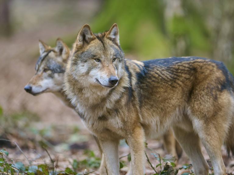 Zwei Wölfe im Wald mit dichtem braunem Fell, die aufmerksam in derselben Richtung schauen Zwei Wölfe im Wald mit dichtem braunem Fell, die aufmerksam in derselben Richtung schauen