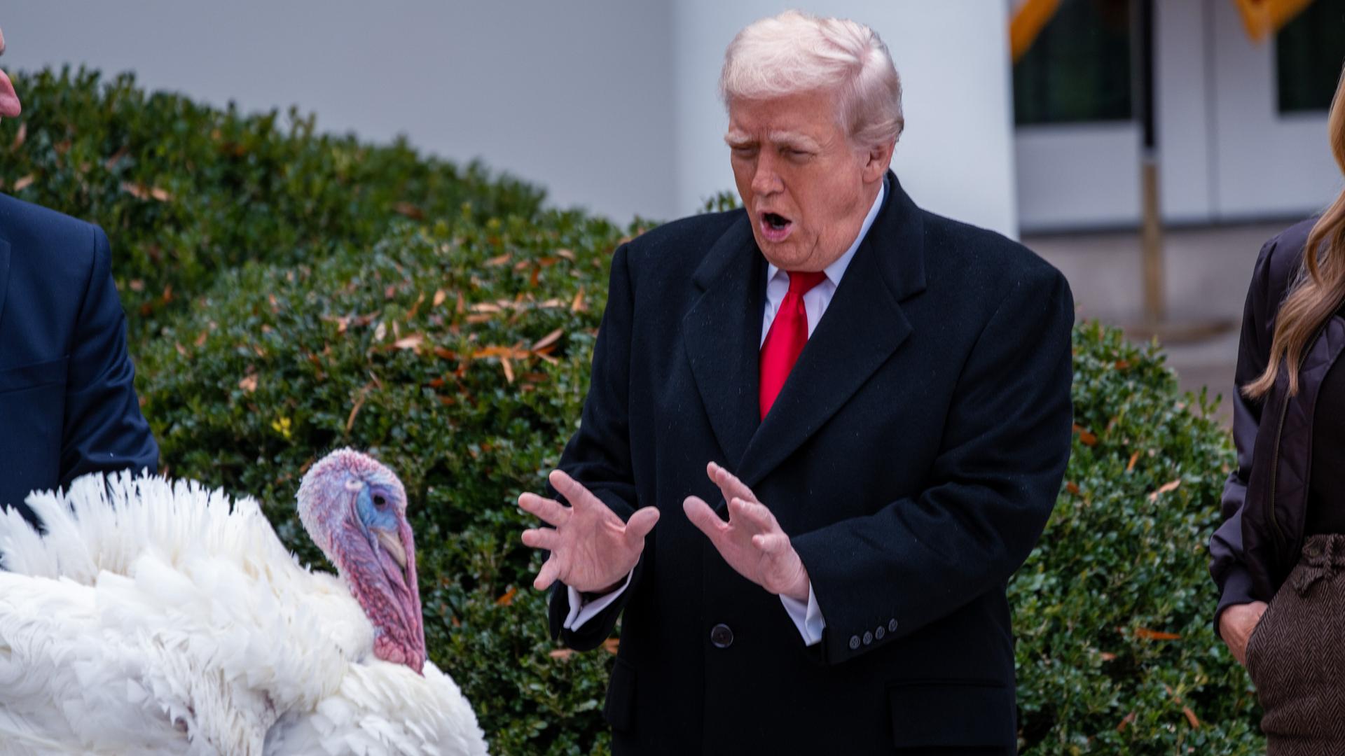 US-Präsident Trump steht im Garten vor einem weißen Truthahn US-Präsident Trump steht im Garten vor einem weißen Truthahn